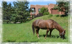 Colorado Ranches for Sale