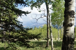 Colorado Land for Sale