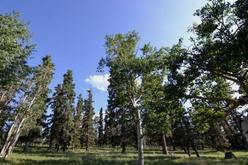 Colorado Land for Sale