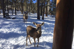 Colorado Cabin For Sale